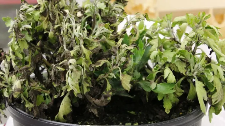 Chrysanthemum phytophthora