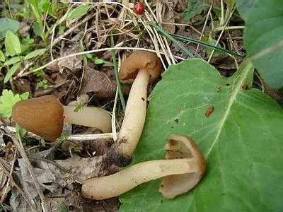 Верпа пальчаста