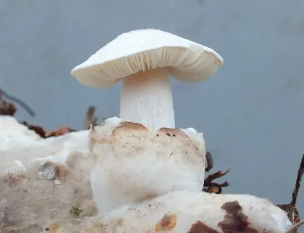Volvariella surrecta