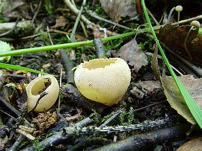 Tarzetta catinus