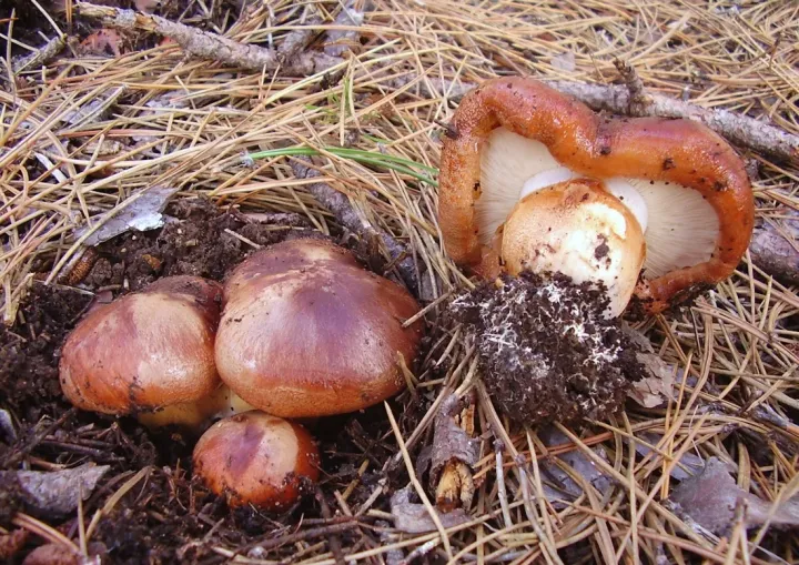Tricholoma fracticum