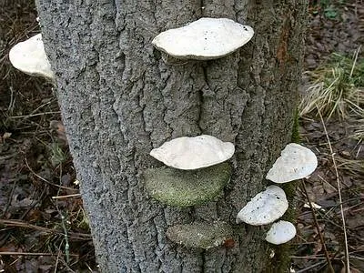 Траметес пахучий