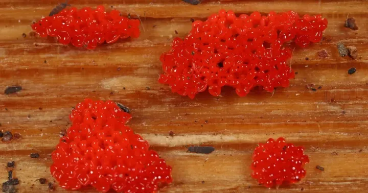 Tubifera casparyi