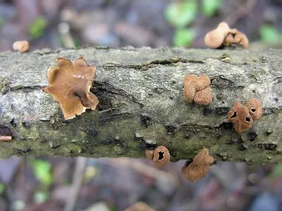 Encoelia furfuracea