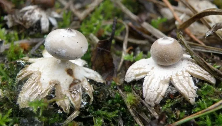 Geastrum minimum