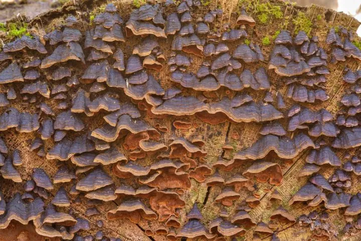 Hymenochaete rubiginosa