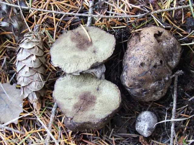 Rhizopogon reticulatus