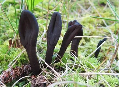 Thuemenidium atropurpureum