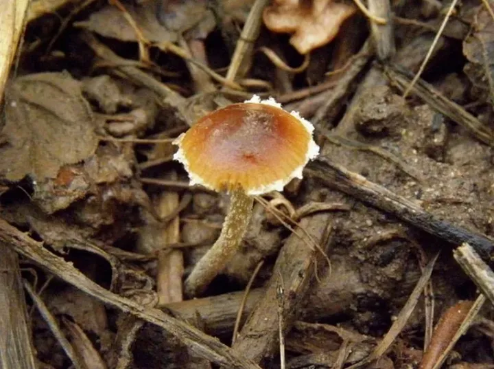 Pholiotina vestita