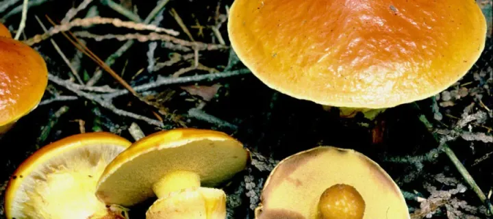 Trident bolete