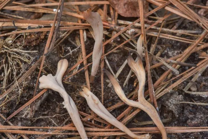 Clavulinopsis umbrinella