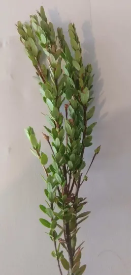 Ложное цветение клюквы