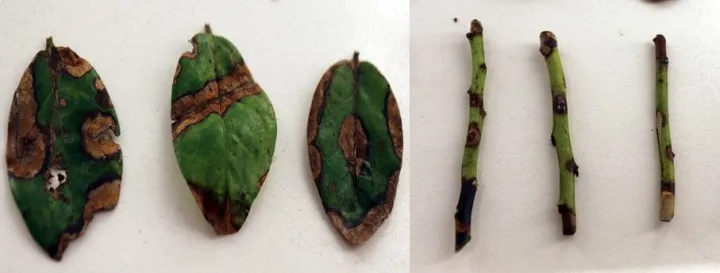 Blueberry blunervirus