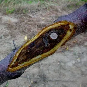 Cytospora canker of actinidia