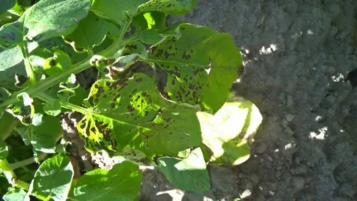 Alternaria leaf spot