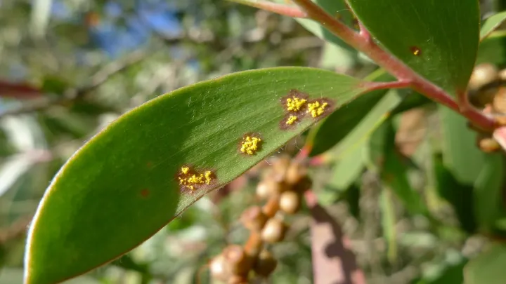 Myrtle rust