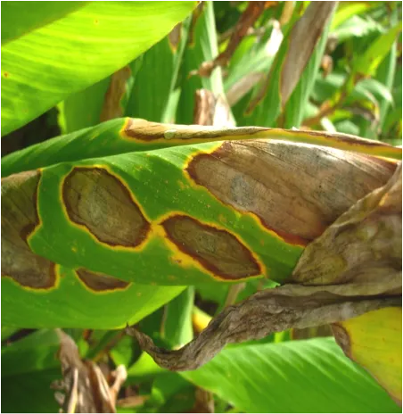 Turmeric anthracnose