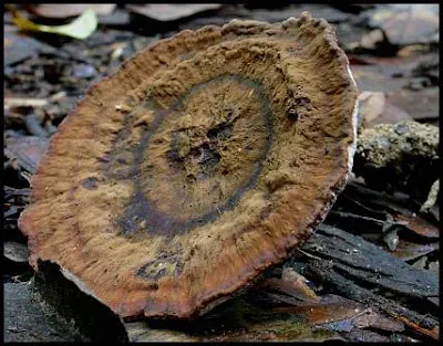 Amauroderma rude
