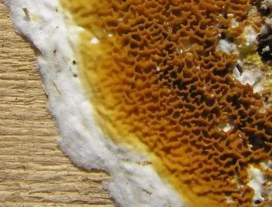 Serpula
