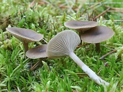 Clitocybe vitecina