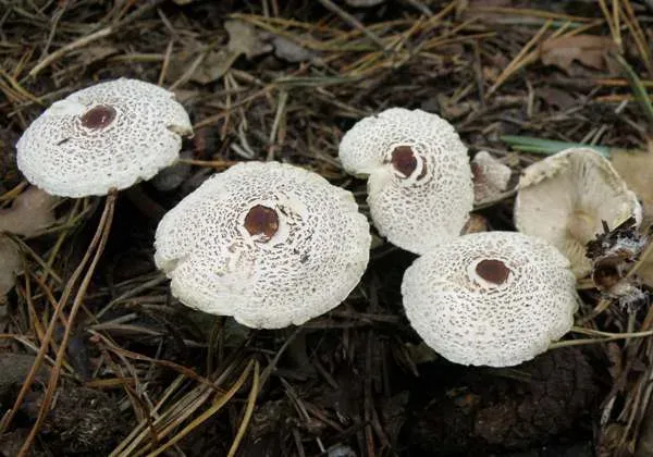 Lepiota felina