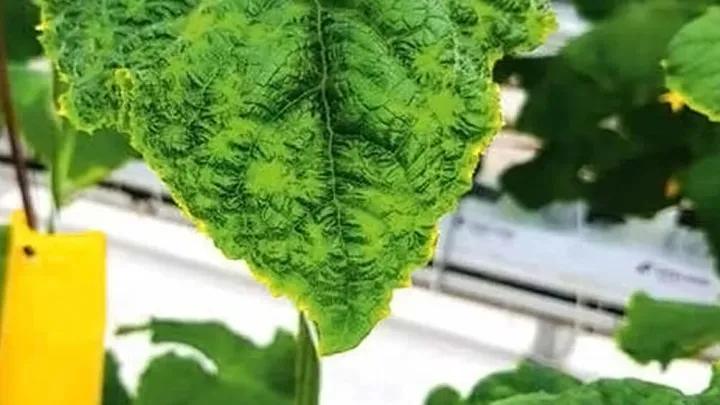 Cucumber toadskin