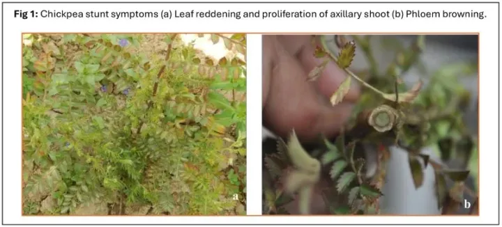 Chickpea chlorotic dwarf virus