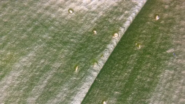 Naevala perexigua
