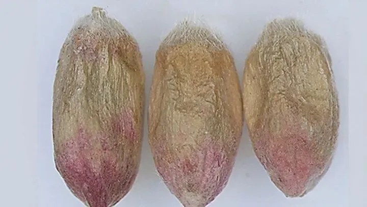 Fusarium paspali