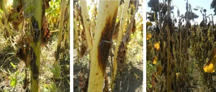 Phomopsis stem canker