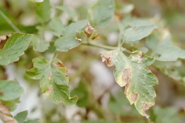 Anthracnose