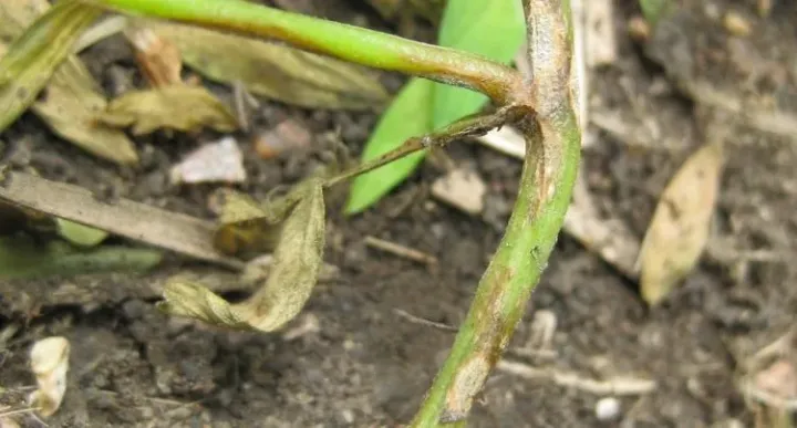 Lentil anthracnose