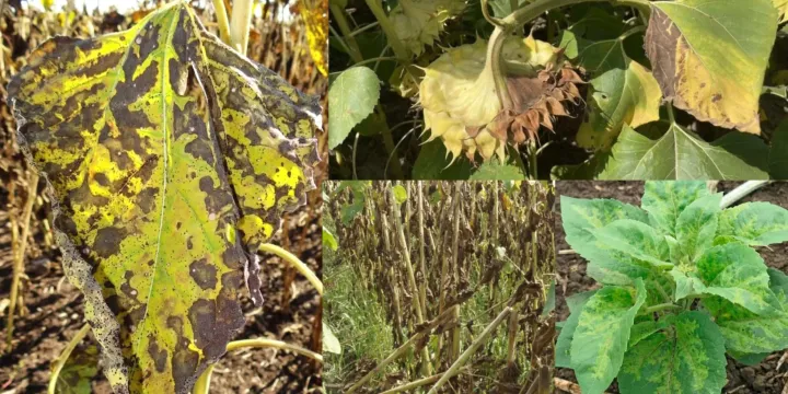 Sunflower anthracnose
