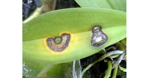 Orchid Anthracnose