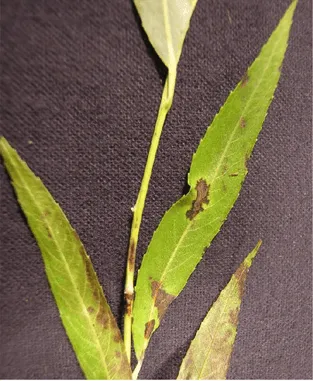Willow anthracnose