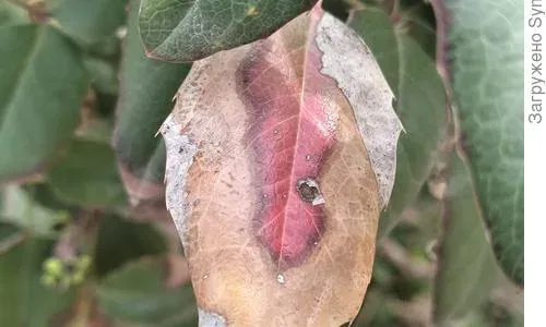 Mahonia leaf spot