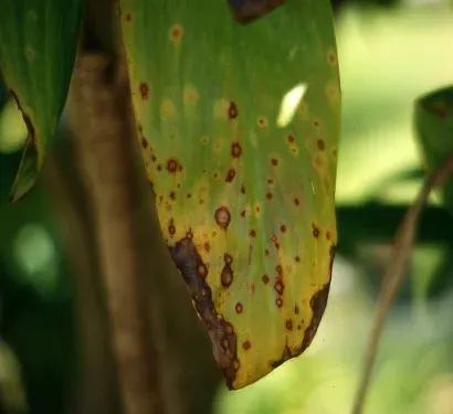Phyllosticta leaf spot of cordyline