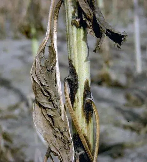 Phoma black stem