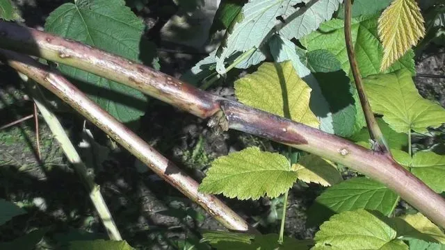 Didymella leaf spot