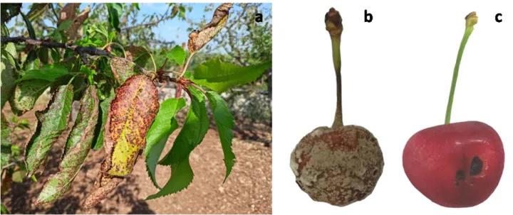 Metschnikowia fructicola