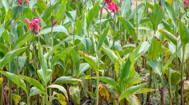 Canna yellow mottle virus