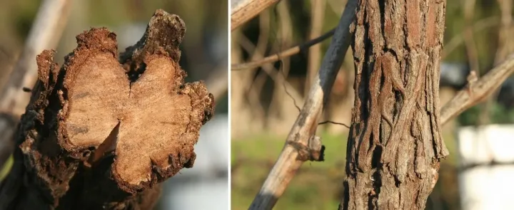 Grapevine rugose wood complex