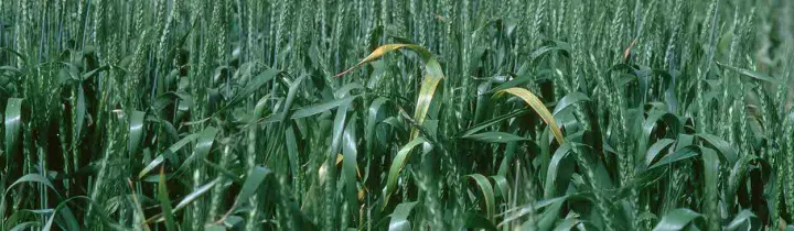 Barley yellow dwarf