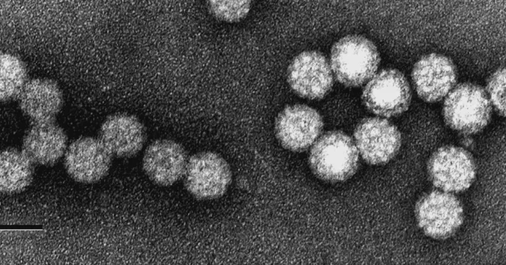Heterobasidion alphapartitivirus