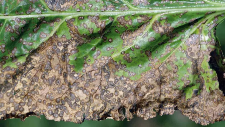 Pseudopyrenochaetosis