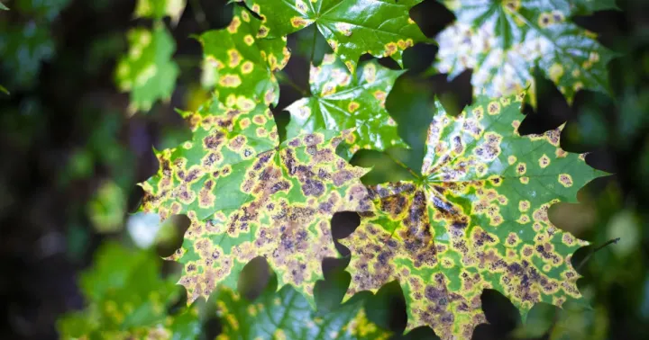 Tubakiaceae