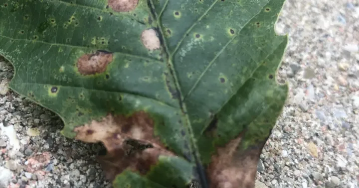 Tubakia leaf spot