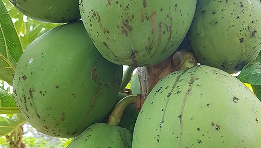 Papaya sticky disease