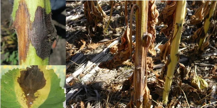 Phomopsis stem canker