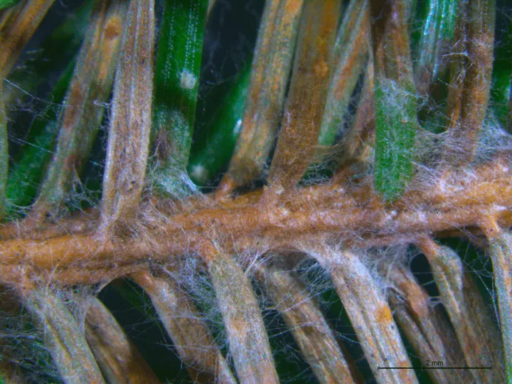 Rhizoctonia root rot of conifers